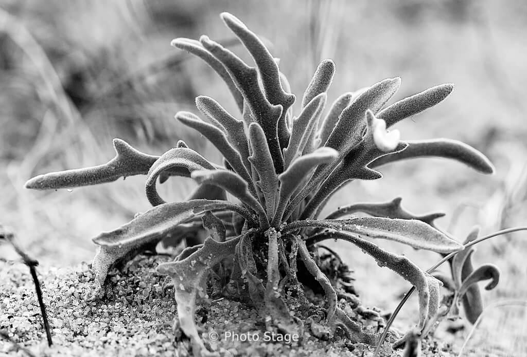 Détail macro-photographique d'une plante côtière en Bretagne